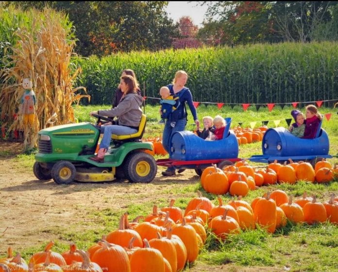 Pumpkin Patches And Corn Mazes In Pierce County Southsoundtalk