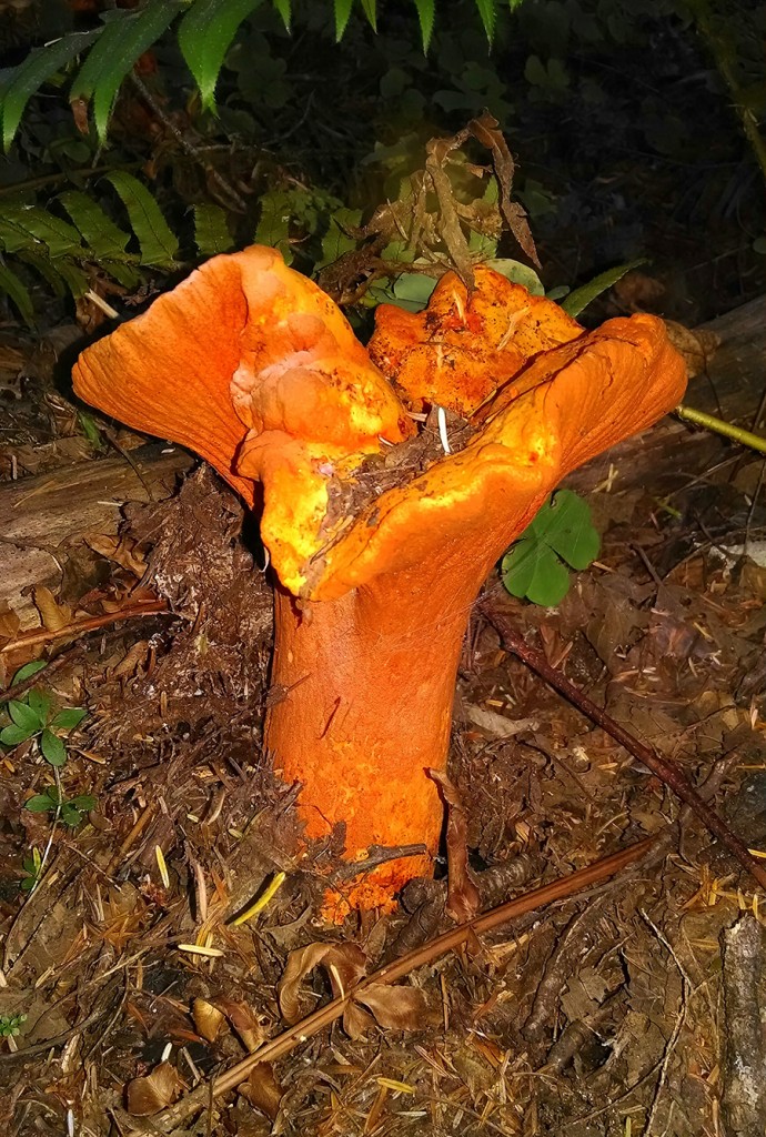 Picking Mushrooms Around the South Sound