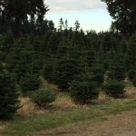 young saplings christmas tree farm