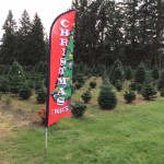 christmas tree farm