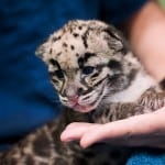 pdza clouded leopard cubs 4