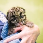 pdza clouded leopard cubs 6