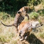 tiger cubs point defiance zoo and aquarium