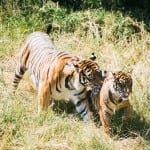 tiger cubs 2tiger cubs point defiance zoo and aquarium