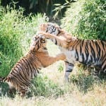 tiger cubs 3tiger cubs point defiance zoo and aquarium