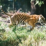 tiger cubs point defiance zoo and aquarium