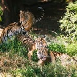 tiger cubs point defiance zoo and aquarium