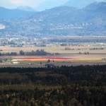 tulips in the distance