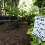 Lakewold Japanese Maples for Sale