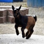 point defiance zoo and aquarium nigerian dwarf goats