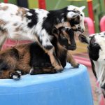 point defiance zoo and aquarium nigerian dwarf goats