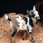 point defiance zoo and aquarium nigerian dwarf goats