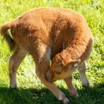 Baby bison