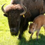 Bison and calf