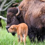 Bison and calf kiss