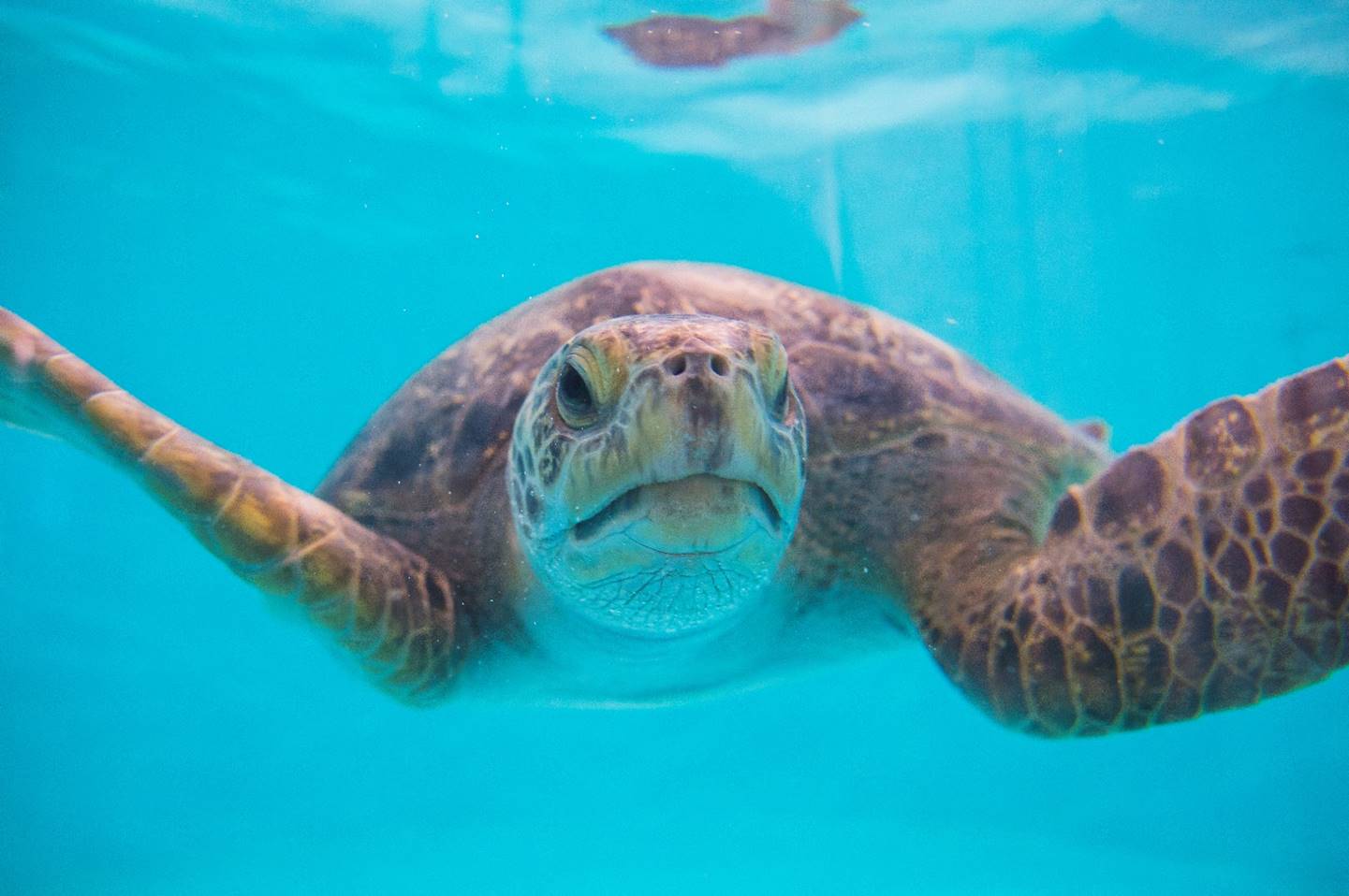 Two Green Sea Turtle Now Reside At Point Defiance Zoo & Aquarium ...