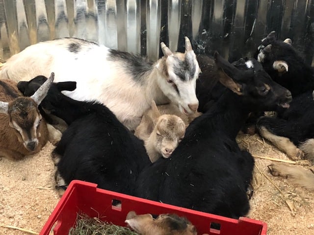 Debbie Doolittle's Indoor Petting Zoo in Parkland