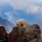 Young goat in the Olympic Mountains