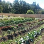 Victory Garden