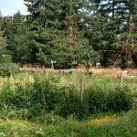 Victory Garden Plot