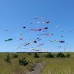 kites-flying-on-beach-blue-sky