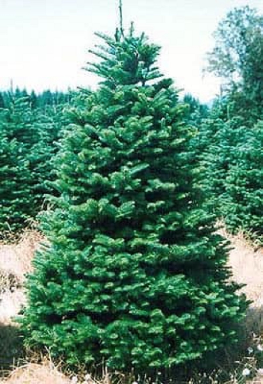 2021 Guide to Christmas Tree Farms in Pierce County