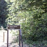 Capitol Forest Middle Waddell Trailhead