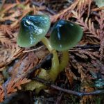 The-Evergreen-State-College-Mushroom-Picking-Parrot-Mushroom-