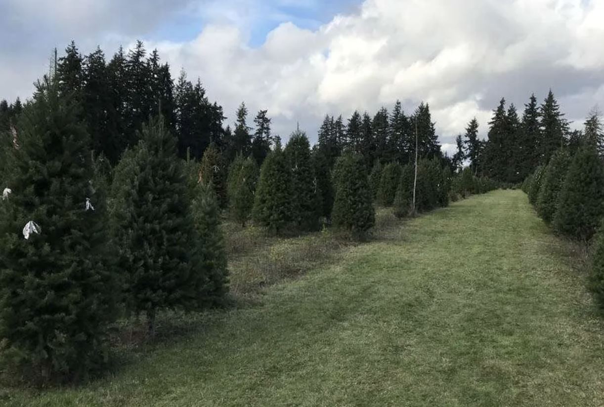 2022 Christmas Tree Farms in Tacoma and Throughout Pierce County 