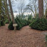 2022 Christmas tree farms Tacoma Pierce County glenwood-u-cut-christmas-tree
