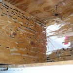 damage evidence carpenter ant damage in rim joist Rambo Total Pest Control