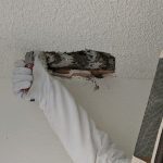 noises yellowjacket breakthrough nest in ceiling Rambo Total Pest Control