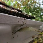 sightings ant trail on gutter Rambo Total Pest Control