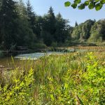 turtles Thurston County McLane Creek