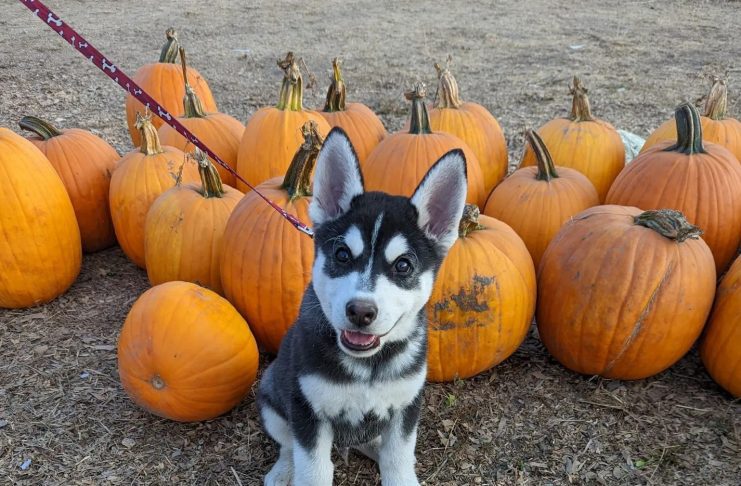 Get to Know the Tacoma Rainiers' Mascot, Rhubarb - SouthSoundTalk