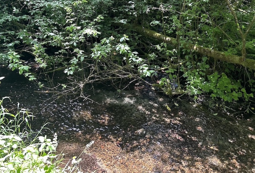 Puyallup Fish Hatchery