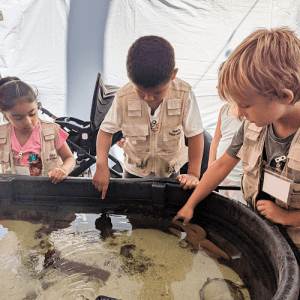 Tidal zone touch tank with Puget Sound Estuarium @ Hands On Children's Museum