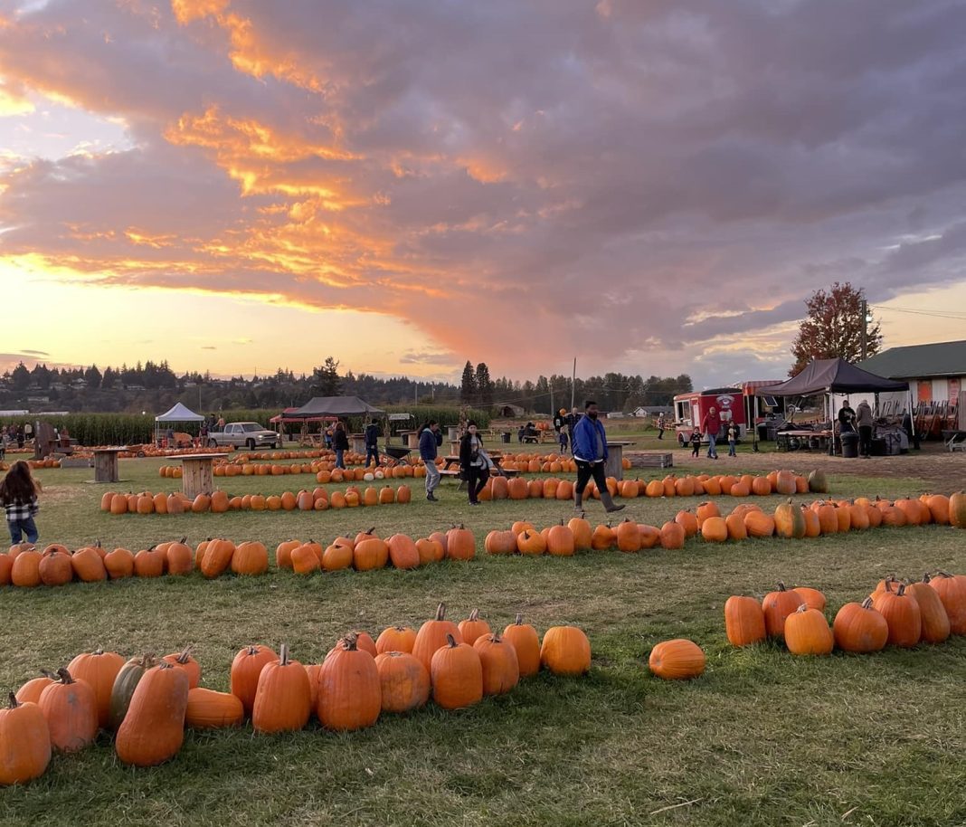 2024 Pumpkin Patches Corn Mazes in Pierce County