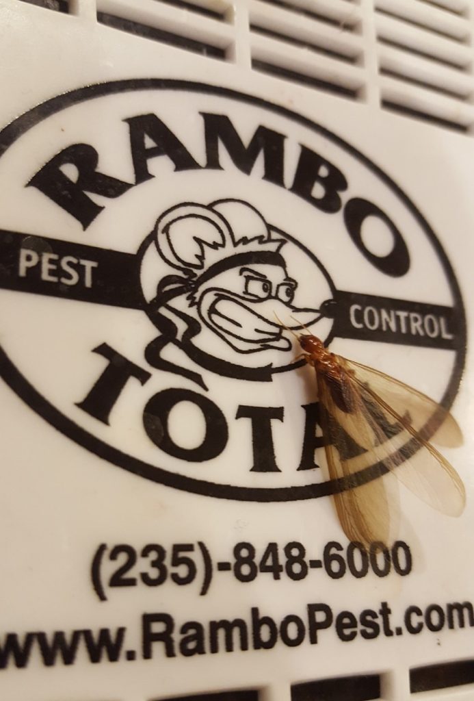 Rambo Pest Control Tacoma